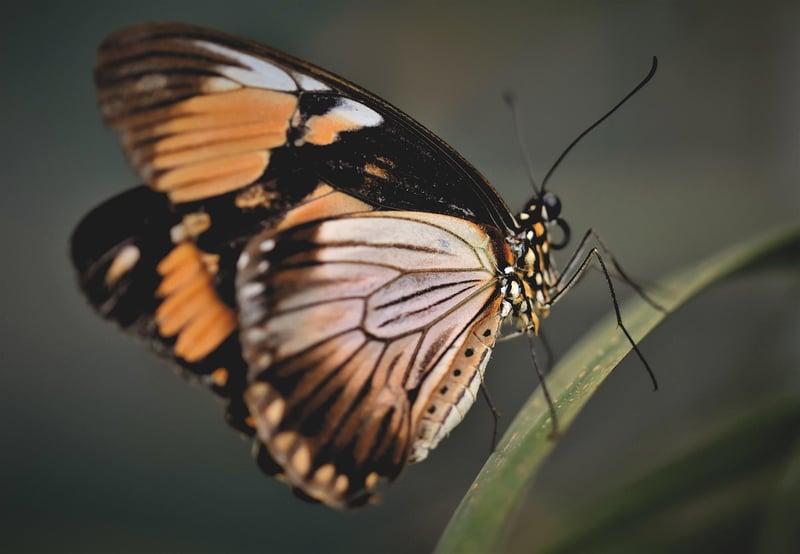 Butterfly Effect Awareness
