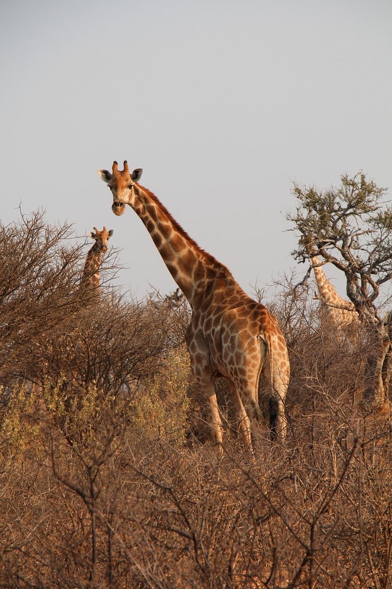 Time Travel Safaris